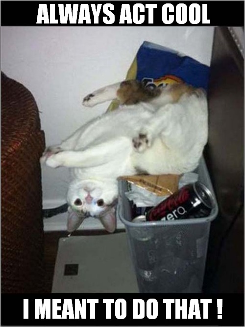 If You Should Fall In A Bin ... | ALWAYS ACT COOL; I MEANT TO DO THAT ! | image tagged in cats,falling,bin,act cool | made w/ Imgflip meme maker