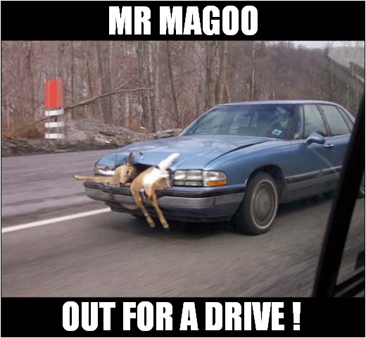 Oh Deer ! | MR MAGOO; OUT FOR A DRIVE ! | image tagged in cars,crash,deer,mr magoo,dark humour | made w/ Imgflip meme maker