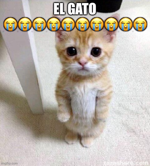 El | EL GATO 😭😭😭😭😭😭😭😭😭😭 | image tagged in memes,cute cat,el gato,cats | made w/ Imgflip meme maker