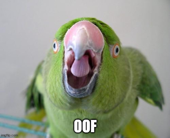 Parrot | OOF | image tagged in parrot | made w/ Imgflip meme maker