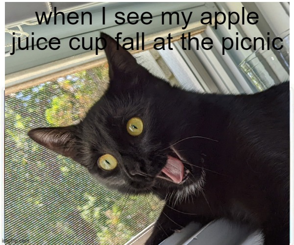 if this hasnt happened to you you are lucky | when I see my apple juice cup fall at the picnic | image tagged in cat,memes,suprised | made w/ Imgflip meme maker