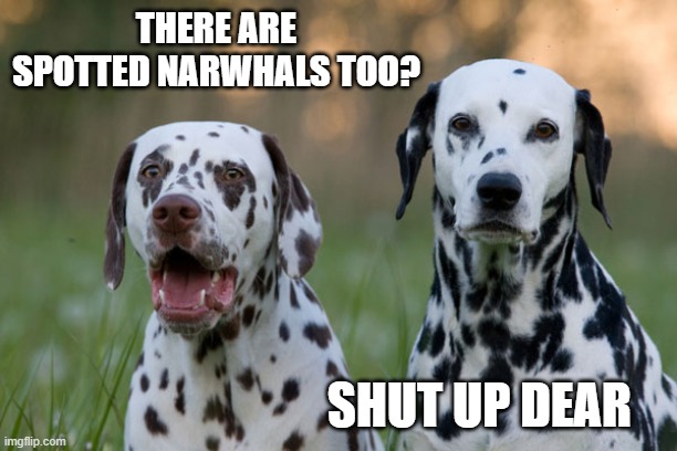 Punny Dalmatians | THERE ARE SPOTTED NARWHALS TOO? SHUT UP DEAR | image tagged in punny dalmatians | made w/ Imgflip meme maker