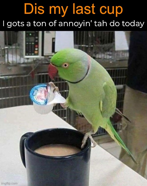 Full Schedule | Dis my last cup; I gots a ton of annoyin’ tah do today | image tagged in funny memes,birds,coffee | made w/ Imgflip meme maker