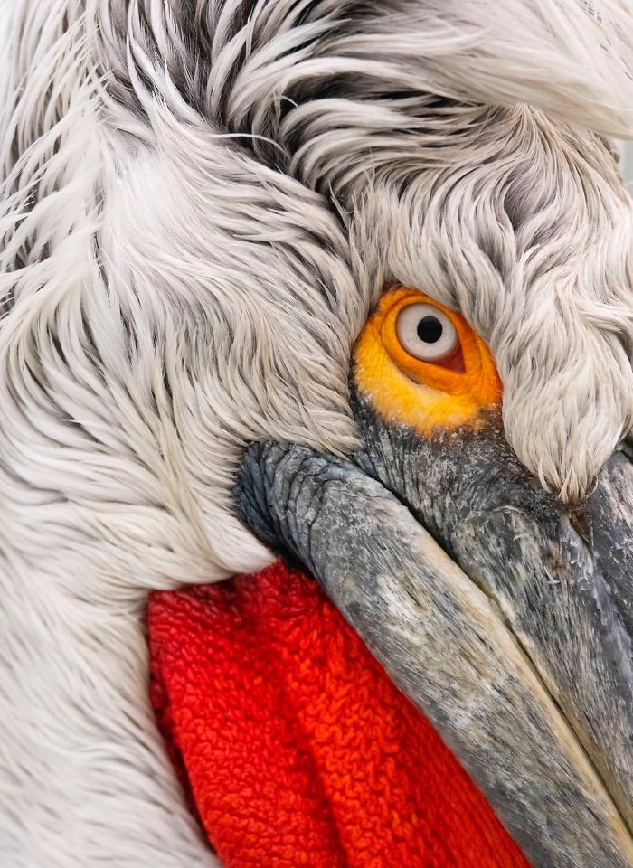 Close Up Of The Dalmatian Pelican. Photo credit: Damilice Mansur | image tagged in awesome,pics,photography | made w/ Imgflip meme maker