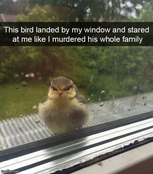 oof | image tagged in bird | made w/ Imgflip meme maker