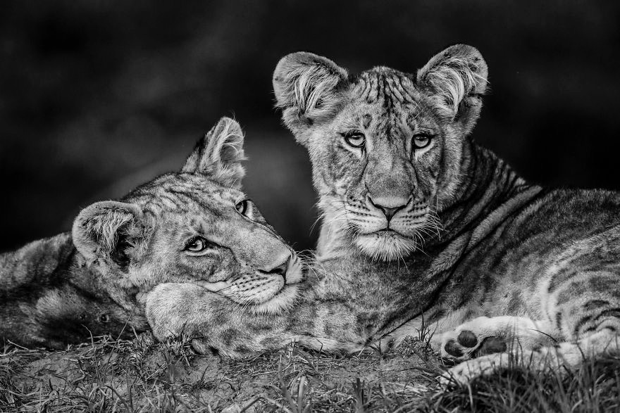 Brothers. Photo credit: Luke Masse | image tagged in awesome,pics,photography | made w/ Imgflip meme maker