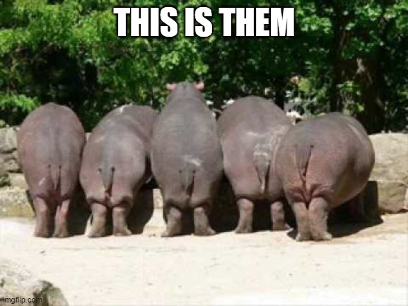 Hippo butts | THIS IS THEM | image tagged in hippo butts | made w/ Imgflip meme maker