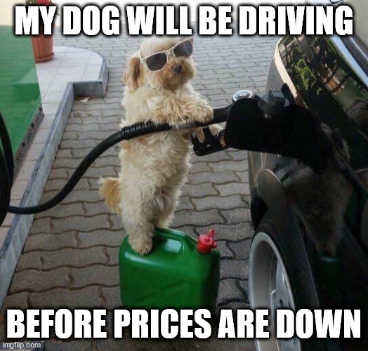 Gas prices | MY DOG WILL BE DRIVING; BEFORE PRICES ARE DOWN | image tagged in dog petrol station attendant higher res,dog vs gas,gas prices | made w/ Imgflip meme maker