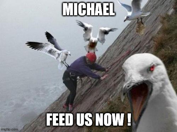 Angry Birds | MICHAEL; FEED US NOW ! | image tagged in angry birds,seagull,uk | made w/ Imgflip meme maker