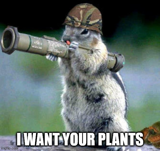 Squirrel plant hoist | I WANT YOUR PLANTS | image tagged in memes,bazooka squirrel,squirrel theif,ground sqiurrel,fun | made w/ Imgflip meme maker