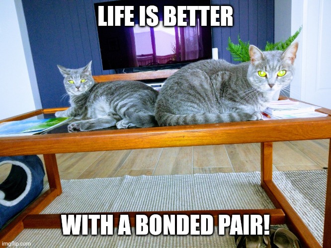 Life is better with a bonded pair? | LIFE IS BETTER; WITH A BONDED PAIR! | image tagged in life is better with a bonded pair | made w/ Imgflip meme maker