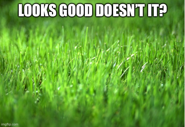 grass is greener | LOOKS GOOD DOESN’T IT? | image tagged in grass is greener | made w/ Imgflip meme maker