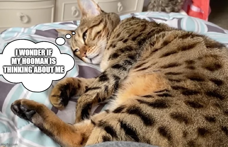 cat thinks about owner | I WONDER IF MY HOOMAN IS THINKING ABOUT ME | image tagged in cats,cat | made w/ Imgflip meme maker