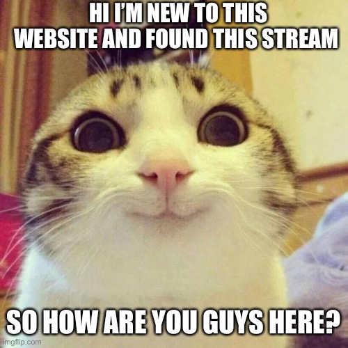 Yes noob lol | HI I’M NEW TO THIS WEBSITE AND FOUND THIS STREAM; SO HOW ARE YOU GUYS HERE? | image tagged in memes,smiling cat | made w/ Imgflip meme maker