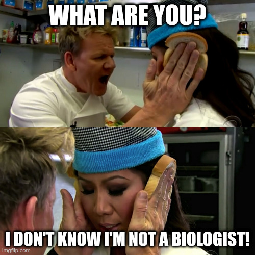 Gordon Ramsay Idiot Sandwich | WHAT ARE YOU? I DON'T KNOW I'M NOT A BIOLOGIST! | image tagged in gordon ramsay idiot sandwich,memes | made w/ Imgflip meme maker