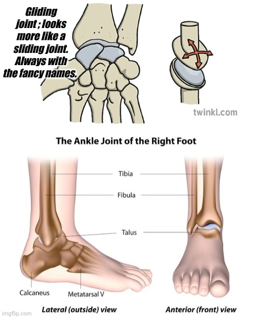 Gliding joint ; looks more like a sliding joint. Always with the fancy names. | made w/ Imgflip meme maker