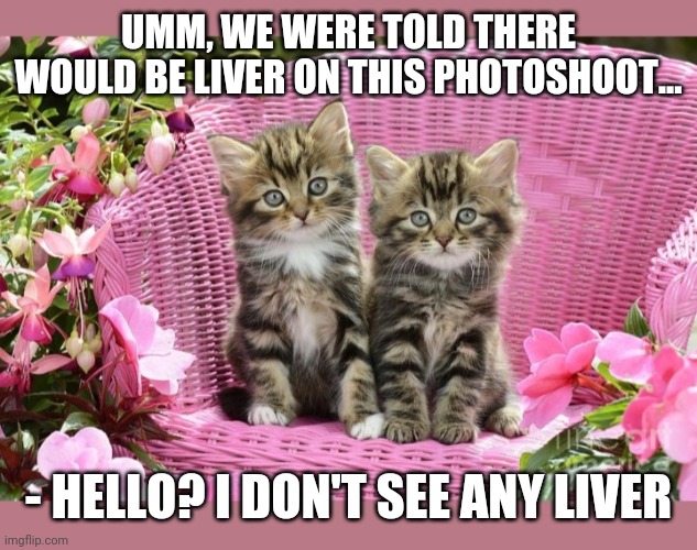 Meow meow- please deliver | UMM, WE WERE TOLD THERE WOULD BE LIVER ON THIS PHOTOSHOOT... - HELLO? I DON'T SEE ANY LIVER | image tagged in cute kittens,what do we want,meat | made w/ Imgflip meme maker