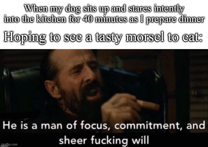 Hungry dog | When my dog sits up and stares intently into the kitchen for 40 minutes as I prepare dinner; Hoping to see a tasty morsel to eat: | image tagged in john wick man of focus,food,dog,dinner | made w/ Imgflip meme maker