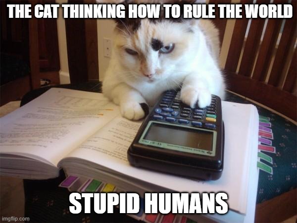 im allergic for cats | THE CAT THINKING HOW TO RULE THE WORLD; STUPID HUMANS | image tagged in math cat | made w/ Imgflip meme maker