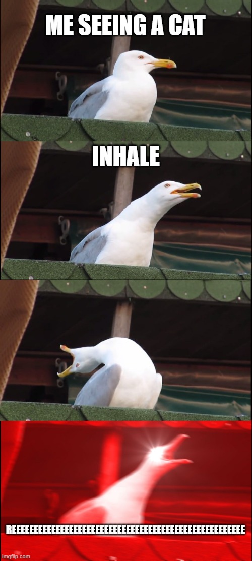 Inhaling Seagull Meme | ME SEEING A CAT; INHALE; REEEEEEEEEEEEEEEEEEEEEEEEEEEEEEEEEEEEEEEEEEEEEEEEEEEEE | image tagged in memes,inhaling seagull | made w/ Imgflip meme maker