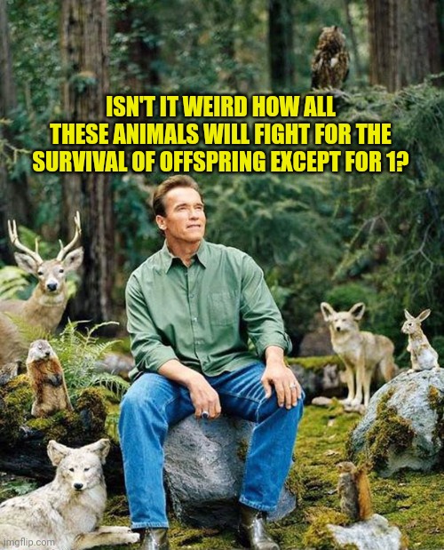 Arnold nature | ISN'T IT WEIRD HOW ALL THESE ANIMALS WILL FIGHT FOR THE SURVIVAL OF OFFSPRING EXCEPT FOR 1? | image tagged in arnold nature | made w/ Imgflip meme maker