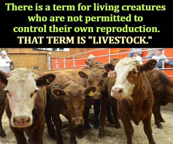 There is a term for living creatures 
who are not permitted to 
control their own reproduction. THAT TERM IS "LIVESTOCK." | image tagged in women,health,abortion,supreme court,cattle,womens rights | made w/ Imgflip meme maker