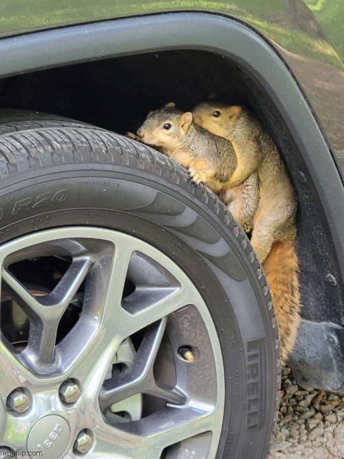 Squirrels in love | image tagged in squirrels mating | made w/ Imgflip meme maker