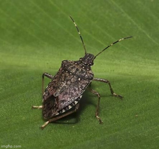 Stink bug | image tagged in stink bug | made w/ Imgflip meme maker