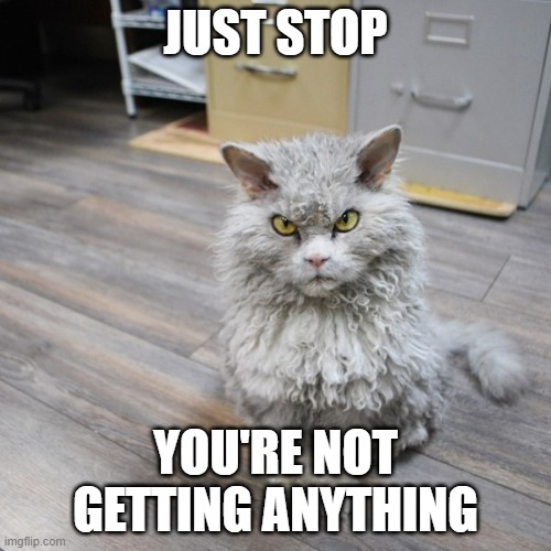 Mad Kitty | JUST STOP; YOU'RE NOT GETTING ANYTHING | image tagged in bad joke cat | made w/ Imgflip meme maker