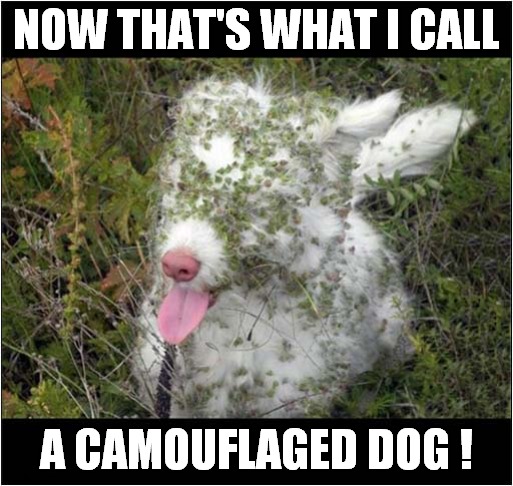 One Clever Dog ! | NOW THAT'S WHAT I CALL; A CAMOUFLAGED DOG ! | image tagged in dog,now thats what i call,camouflage | made w/ Imgflip meme maker