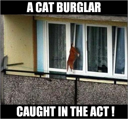 Illegal Entry ? | A CAT BURGLAR; CAUGHT IN THE ACT ! | image tagged in cats,burglar,caught in the act | made w/ Imgflip meme maker