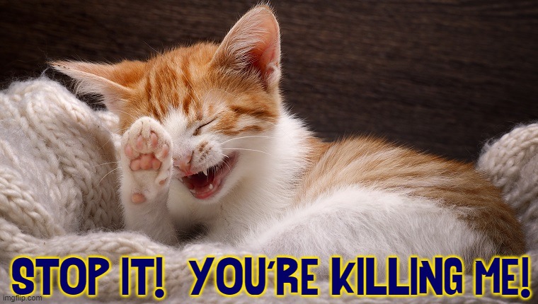 Cat walks into a bar, says "Shot of Rum." Bartender pours it. The Cat pushes it off the bar & says, "Another." | STOP IT!  YOU'RE KILLING ME! | image tagged in vince vance,funny cat memes,meow,i love cats,cats,cat laughing | made w/ Imgflip meme maker