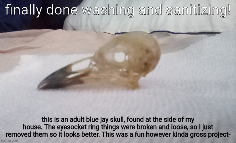 the hydrogen peroxide worked really well for bleaching it | finally done washing and sanitizing! this is an adult blue jay skull, found at the side of my house. The eyesocket ring things were broken and loose, so I just removed them so it looks better. This was a fun however kinda gross project- | made w/ Imgflip meme maker