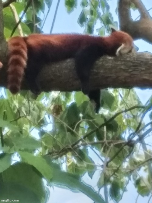 Red Panda :))) | made w/ Imgflip meme maker