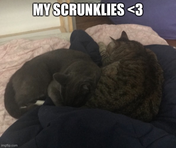 MY SCRUNKLIES <3 | made w/ Imgflip meme maker