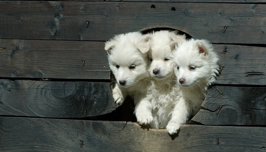 image tagged in cute,dogs,animals