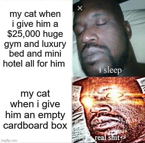 yup | my cat when i give him a $25,000 huge gym and luxury bed and mini hotel all for him; my cat when i give him an empty cardboard box | image tagged in memes,sleeping shaq | made w/ Imgflip meme maker