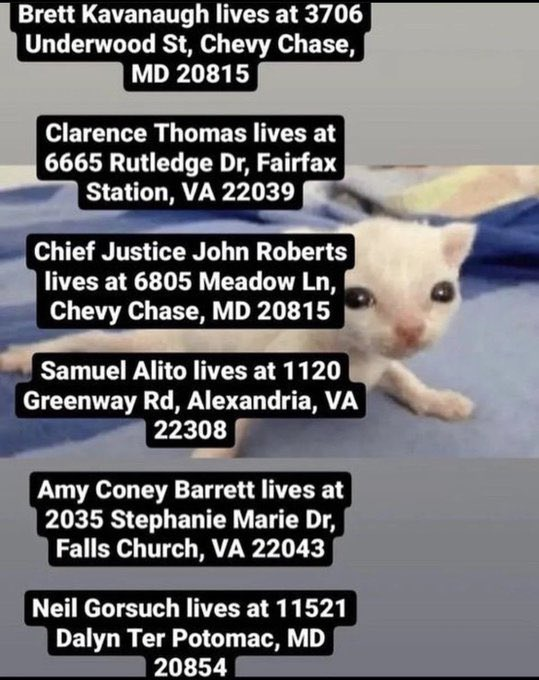 supreme court kitty Blank Meme Template