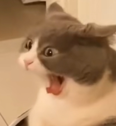 Screaming cat Blank Meme Template