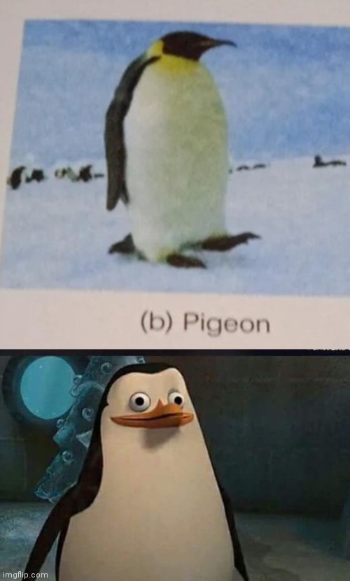 Pigeon, more like penguin | image tagged in madagascar penguin,penguin,you had one job,memes,meme,fail | made w/ Imgflip meme maker