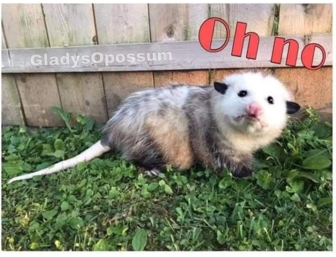 High Quality Oh no opossum Blank Meme Template