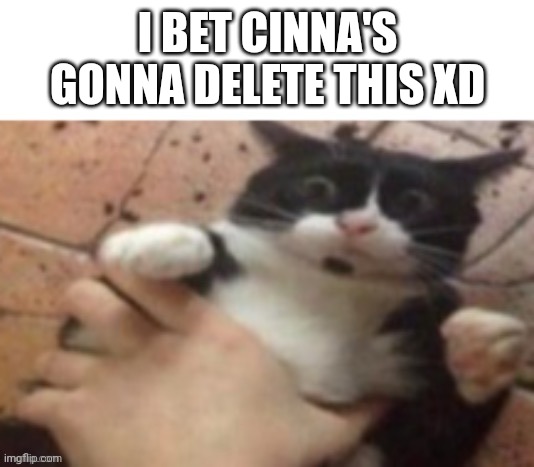 E | I BET CINNA'S GONNA DELETE THIS XD | image tagged in cat caught in 4 k | made w/ Imgflip meme maker