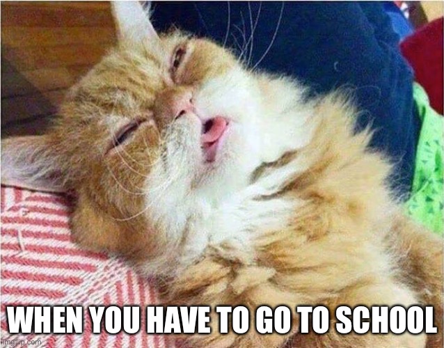 Cat sleepy | WHEN YOU HAVE TO GO TO SCHOOL | image tagged in cat sleepy | made w/ Imgflip meme maker