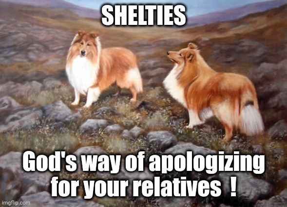 Shelties God's Apology | SHELTIES; God's way of apologizing for your relatives  ! | image tagged in sheltie,apology for relatives | made w/ Imgflip meme maker