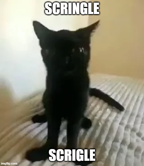 Scringle | SCRINGLE; SCRIGLE | image tagged in ceiling cat | made w/ Imgflip meme maker