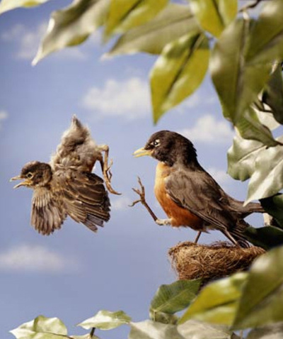 Bird kicked from nest Blank Meme Template