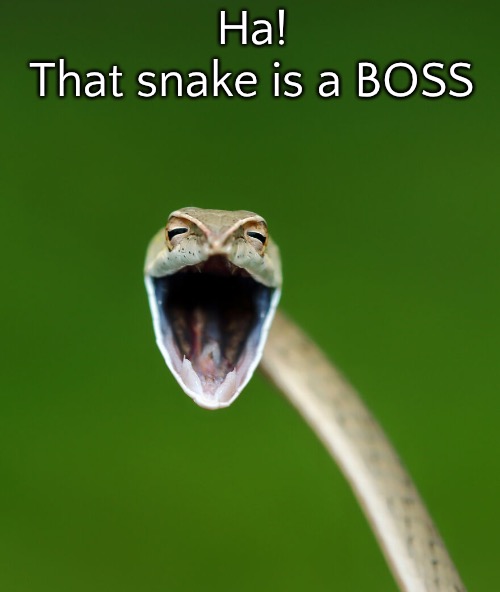 Ha!
That snake is a BOSS | made w/ Imgflip meme maker