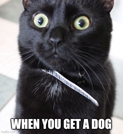 The cat does not like that |  WHEN YOU GET A DOG | image tagged in memes,woah kitty,cat | made w/ Imgflip meme maker