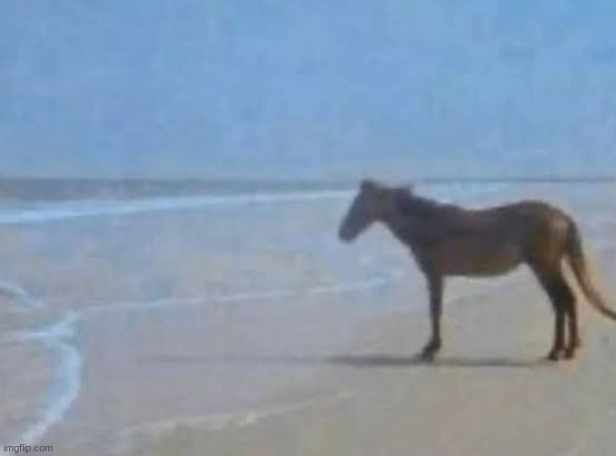 Horse staring at sea | image tagged in horse staring at sea | made w/ Imgflip meme maker