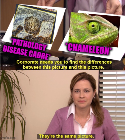 -In the wild nature. |  *CHAMELEON*; *PATHOLOGY DISEASE CADRE* | image tagged in memes,they're the same picture,chameleon,nature,medicine,book | made w/ Imgflip meme maker